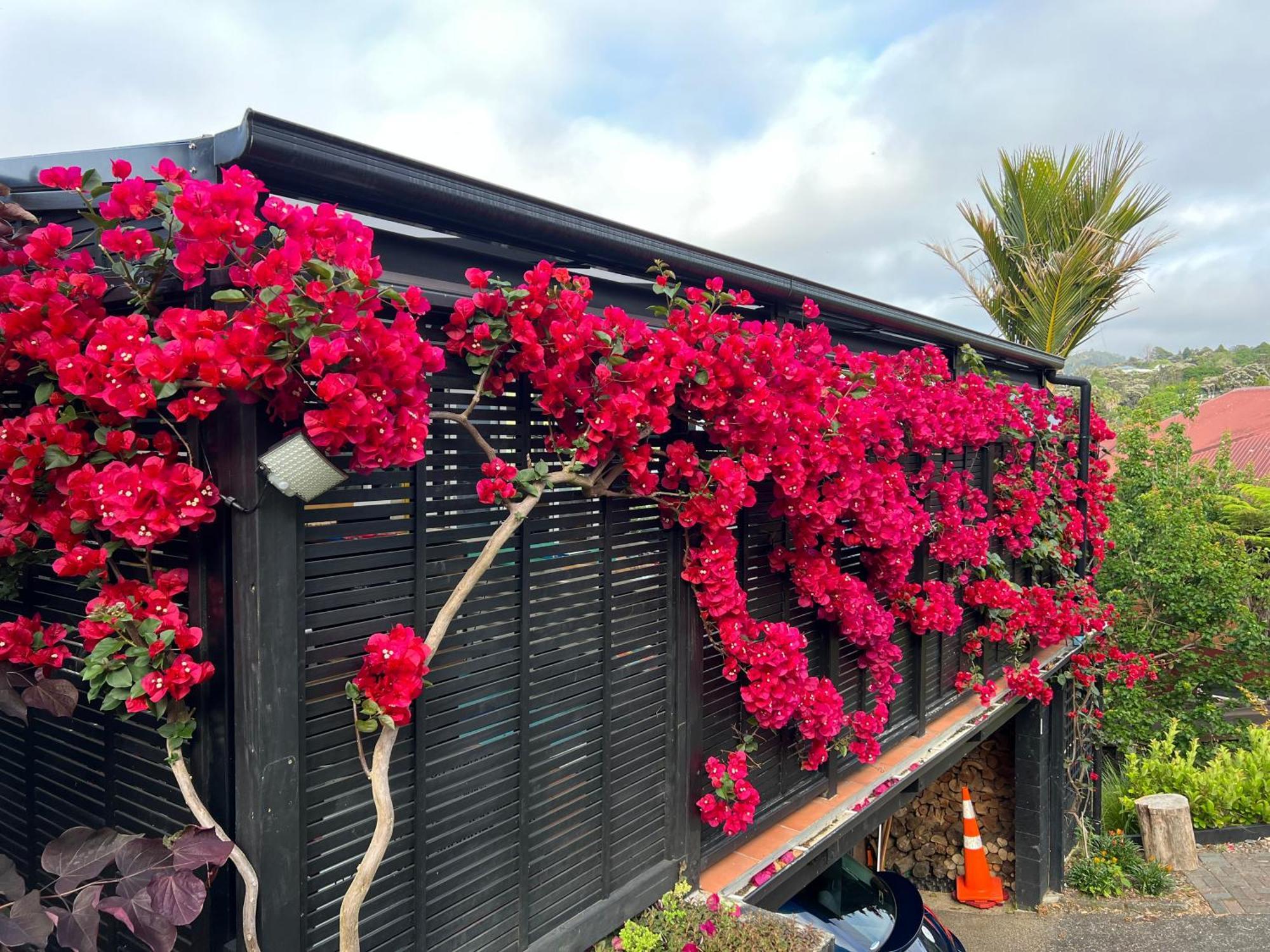 Brophys Beach Studio Whitianga Exterior foto